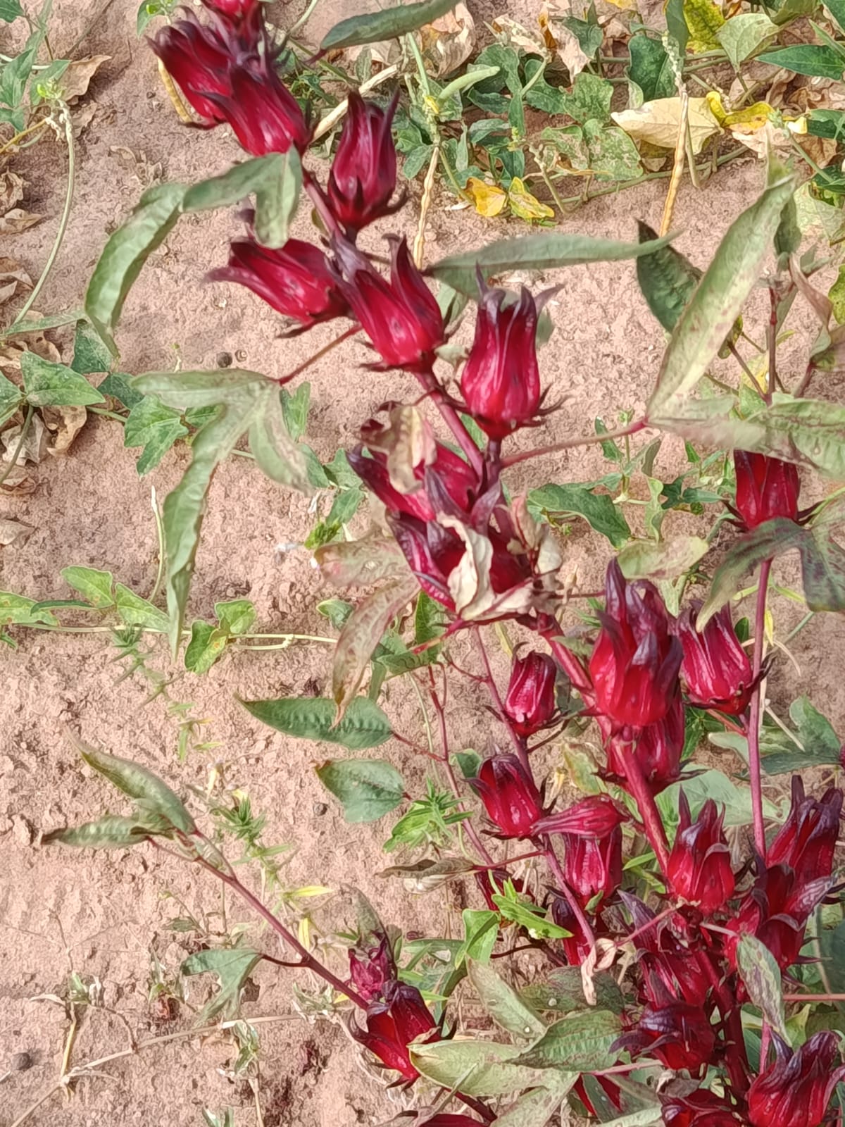 Plants de bissap dans les champs du Ferlo